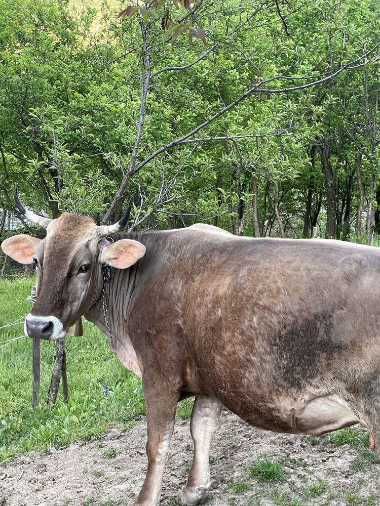 Vând vaca brună de Maramureș