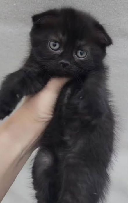Скоттиш фолд малыш, 1,3 месячные
