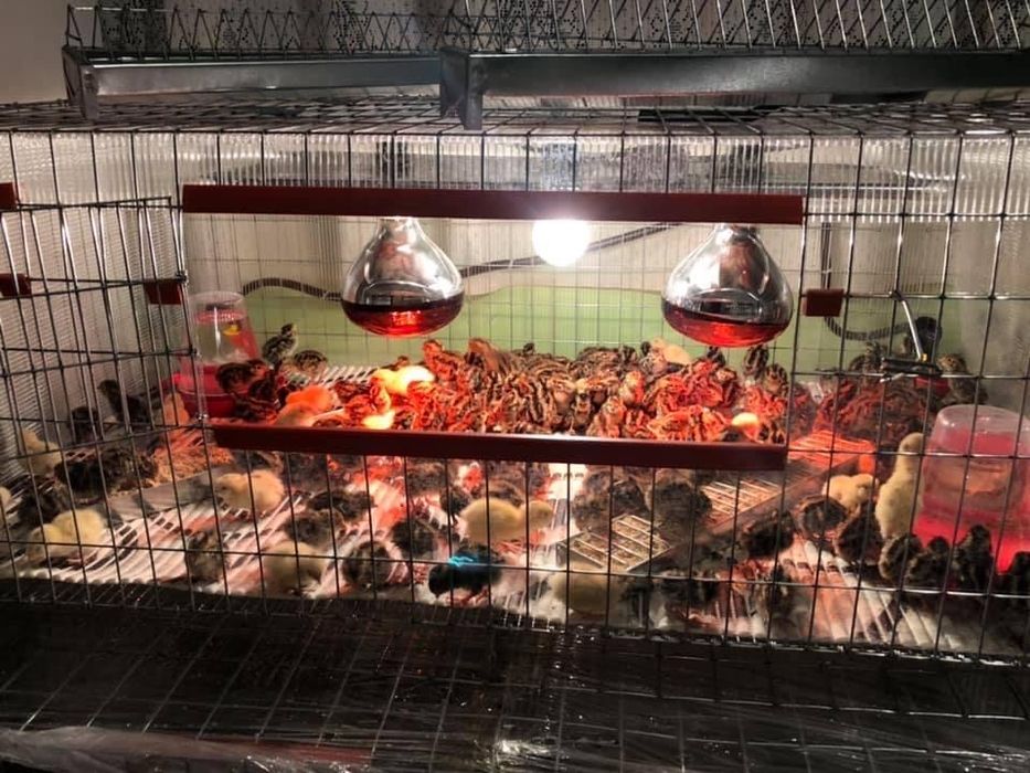 Pui Prepelite oua Custi capcane maternitati