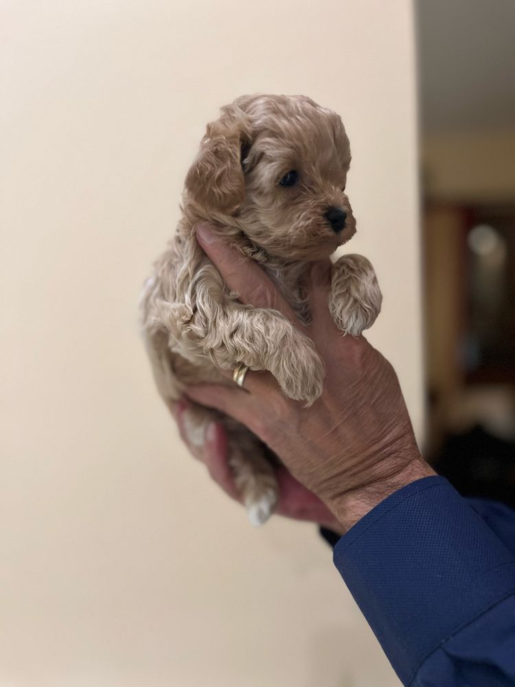 Maltipoo mini toy