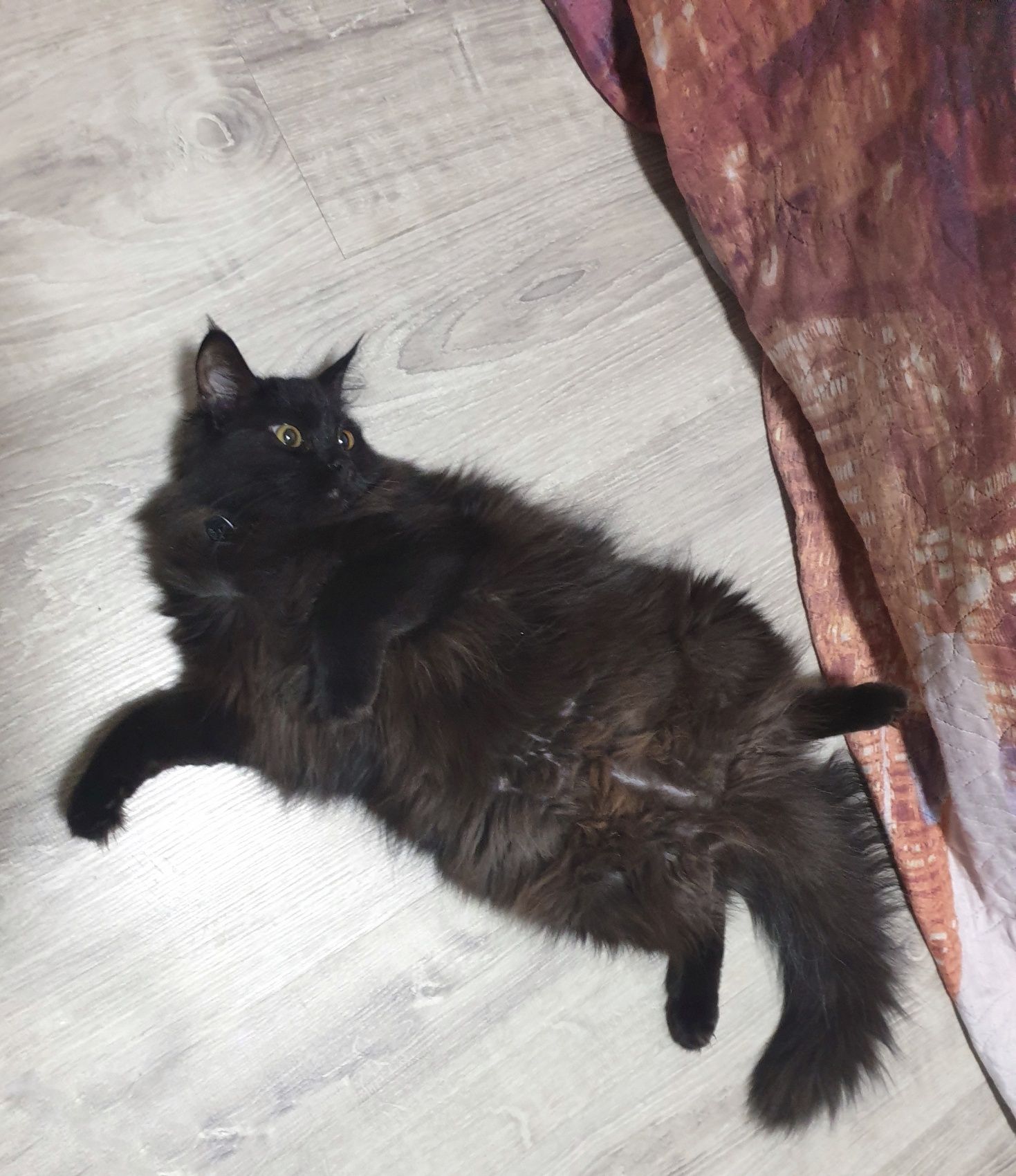 Котенку нужен Дом!