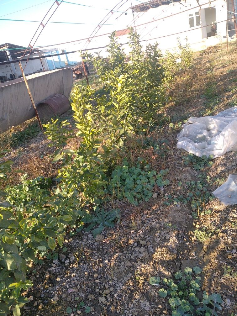 Limon ko‘chati bor. 4yillik ko‘chatlar 25 donadan oshiq ko‘chat.