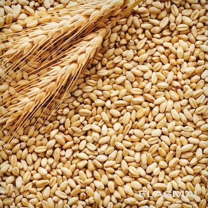 Продам пшеницу чистую