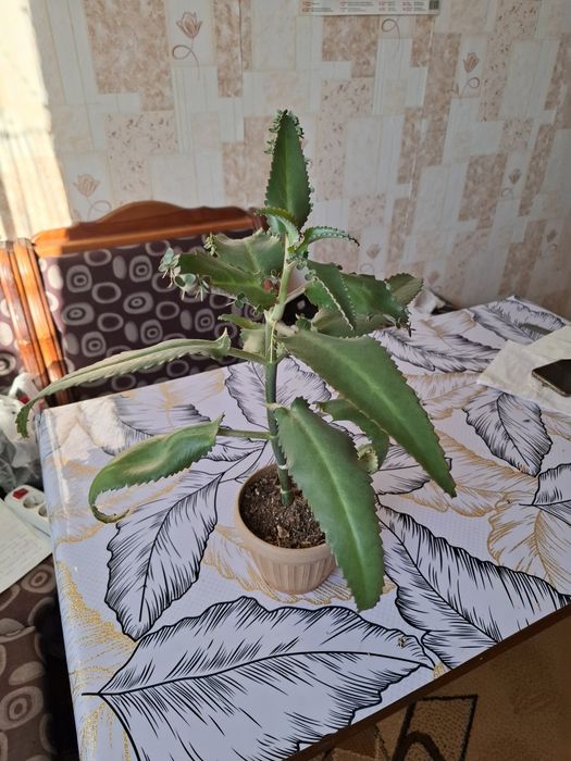 Продам домашний цветок каланхоэ