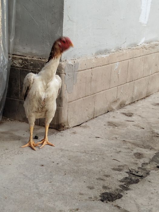 Dakan boboq tovuq Xitoy zoti zor 1tule 2oomin bolshi