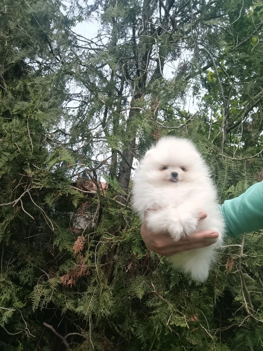 Pomeranian femela mini toy