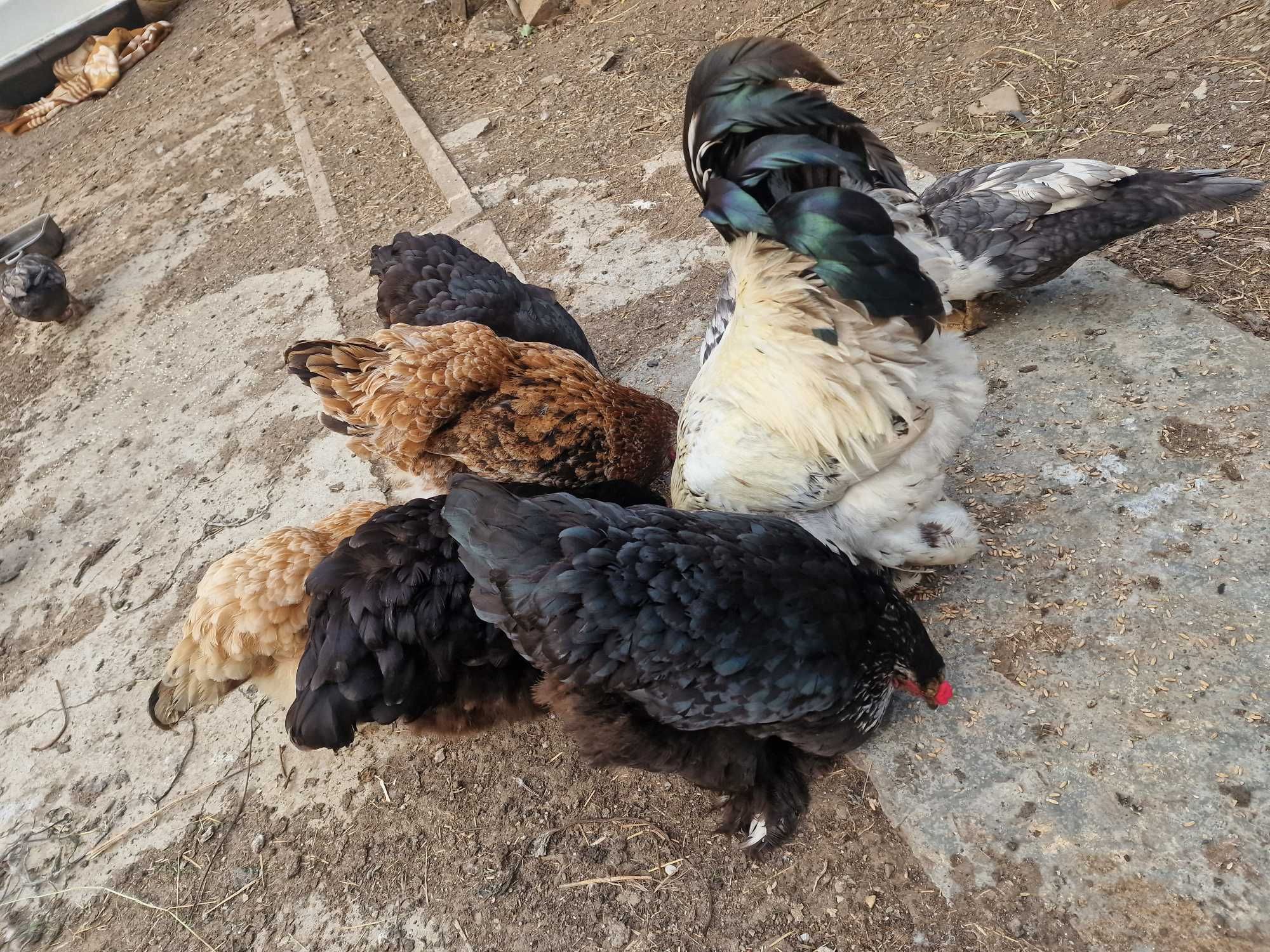 Gaini si cocoș Brahma