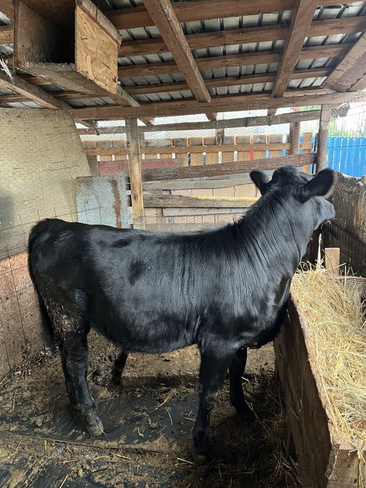Vitea angus