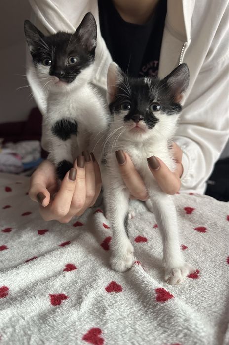 Pui de pisica pentru adoptie