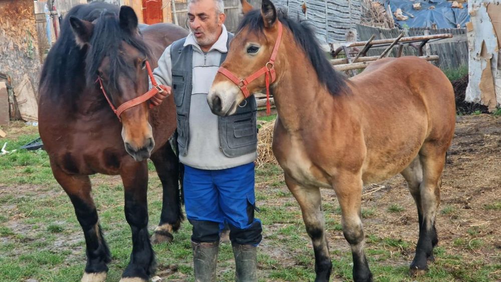 Vând iapa de 4 ani cu mânz de 5 luni