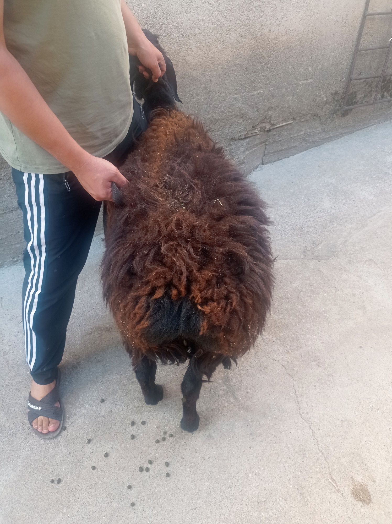 Qochqor sotiladi qurbonlika