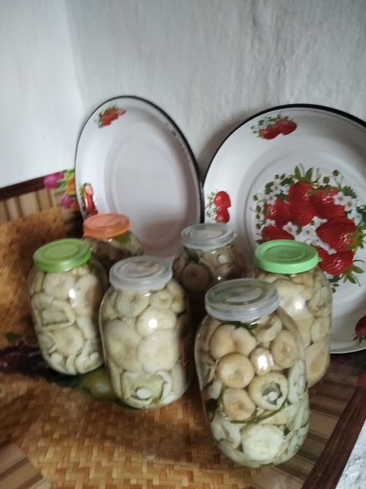 Продаются грузди, свежие, маринованные