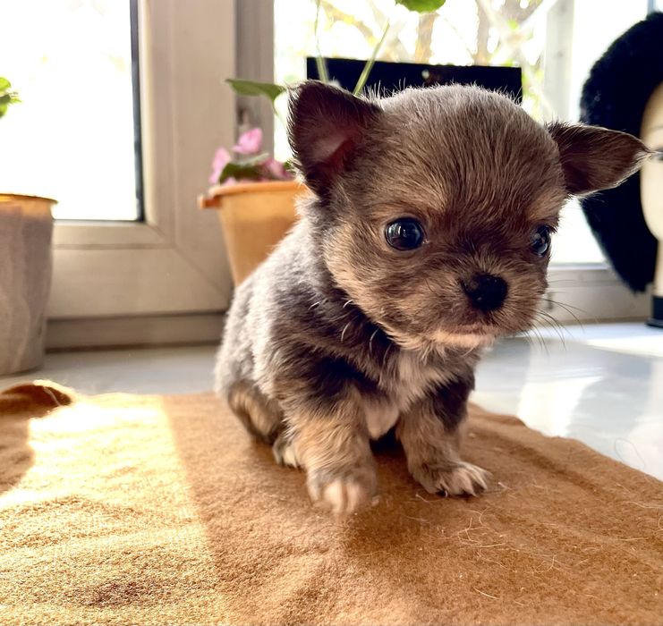 Щенки чихуахуа 2 месяца