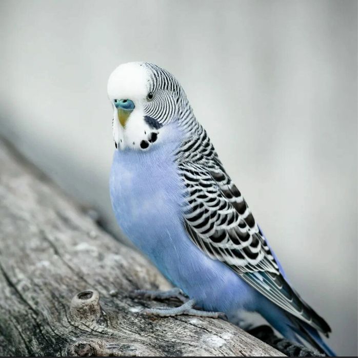 Волнистые попугайчики