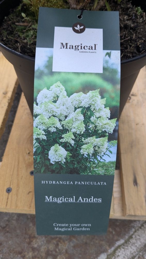 Hortensie paniculata