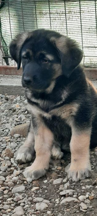 Adopție femela 2 luni