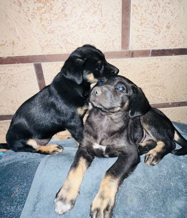 Два очаровательных щенка в добрые руки!