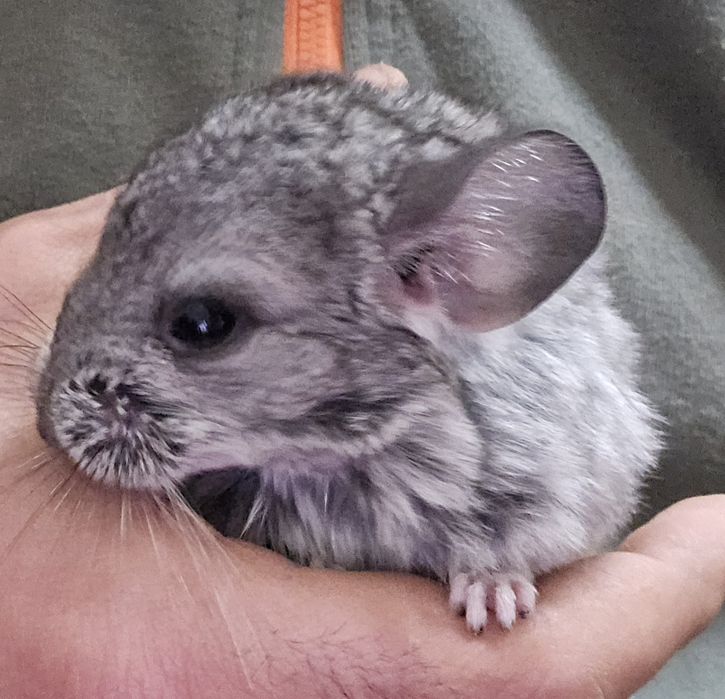 Pui Chinchilla 2luni