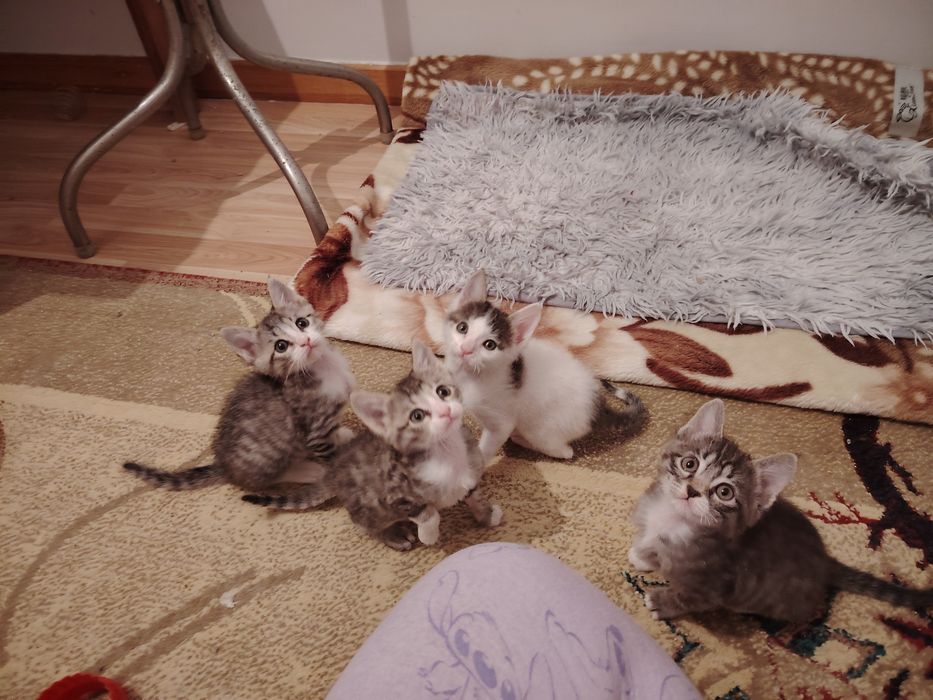 Котята в добрые руки