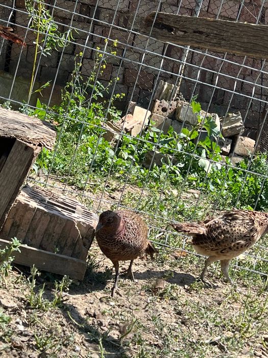 Vând familie fazani