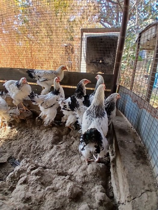 Продаются петухи порода брама 1 кг 50 тыс живого веса