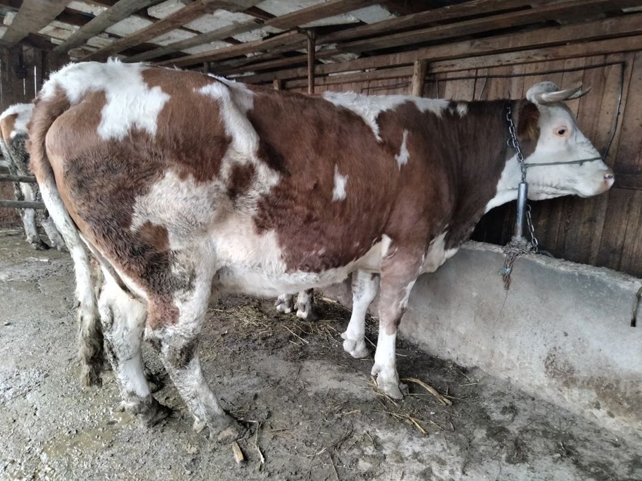 Vacă Bălțată Bomânească+viței Angus