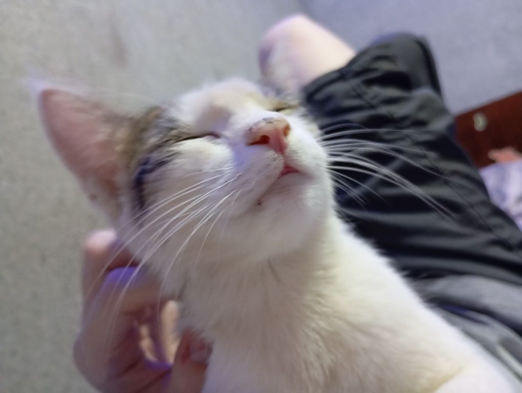 Кошка в добрые руки!!