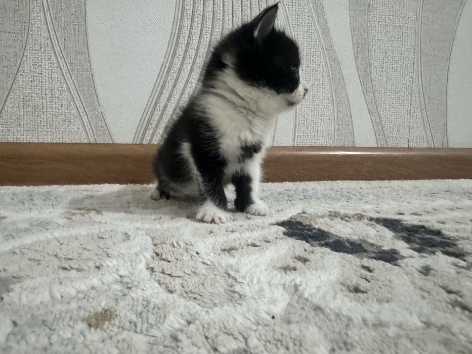 Котенки бесплатно. В горшок приучино