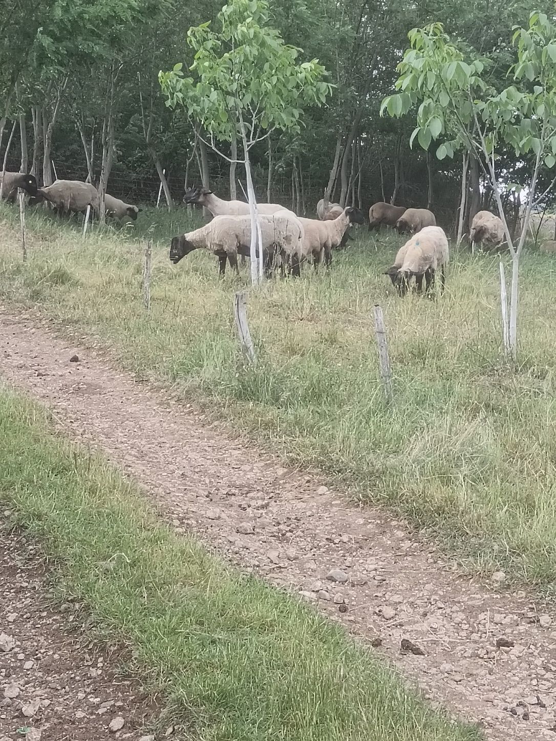 Vând oi sulfoc  rasa