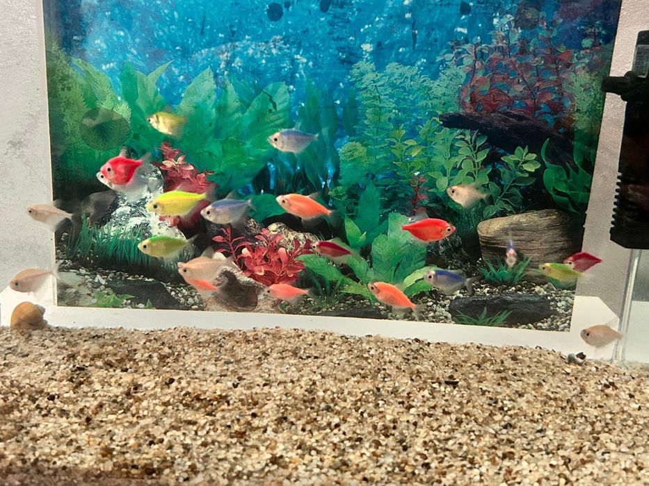 Pești de Acvariu