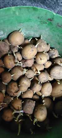 Картофель мелкий семена