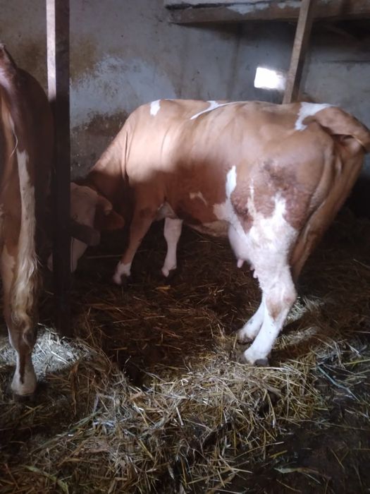 Vând vacă gestantă