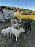 Vand capre alpine franceze, bune de lapte