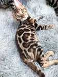 Pisicuta bengal cu pedigree