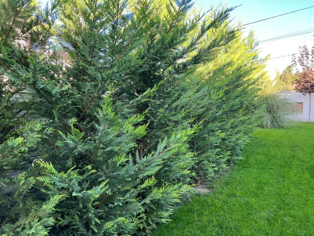 Vând chiparos leylandi plantă