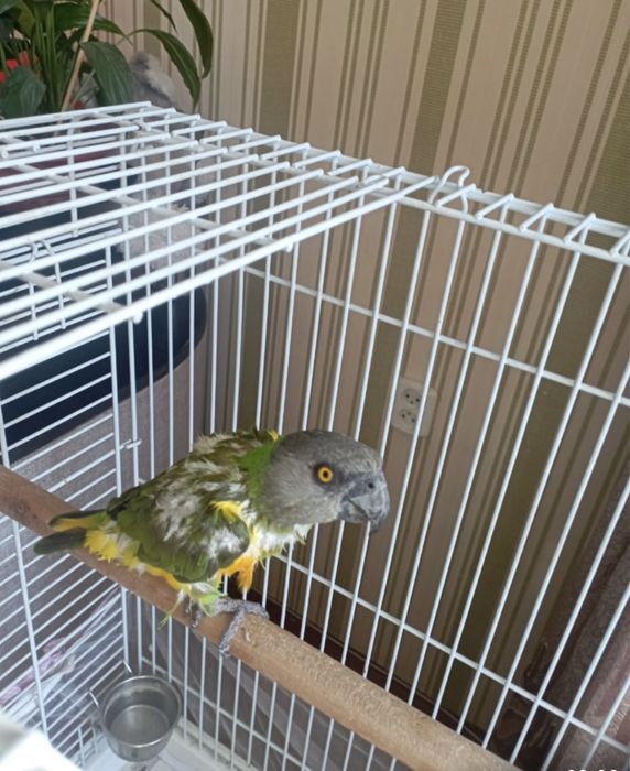 Попугая . Продам . Торг