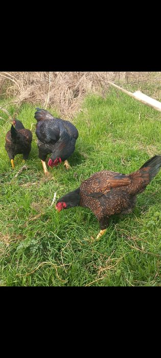 Vand gaini combatant indian