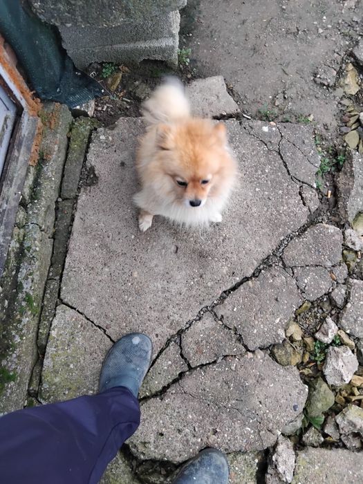 Померан на 2 години