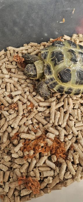 Сухопутная черепаха