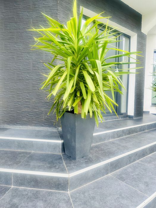 Palmier Yucca natural