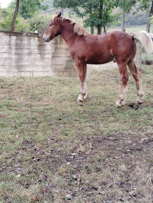 Vând mânzi contois