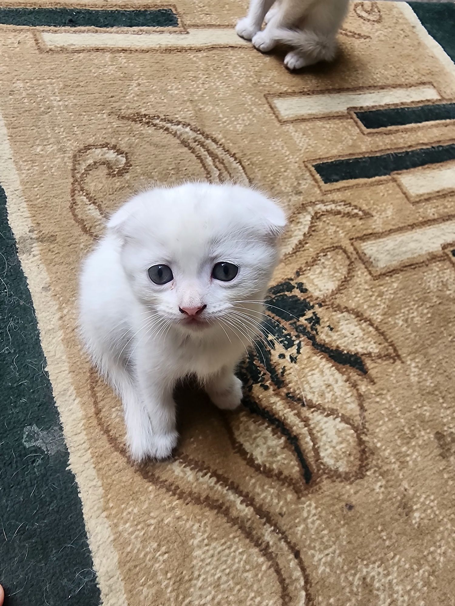 Кошка mushuk vesla ux