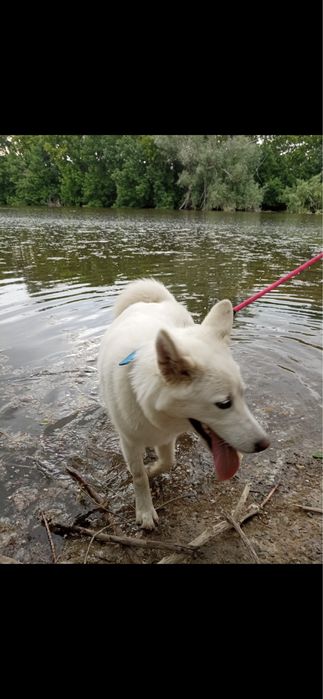 Отдам собаку в добрые руки