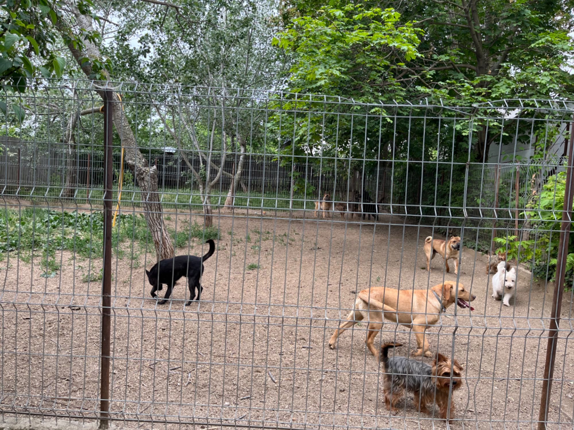 Pensiune Canină Iasi