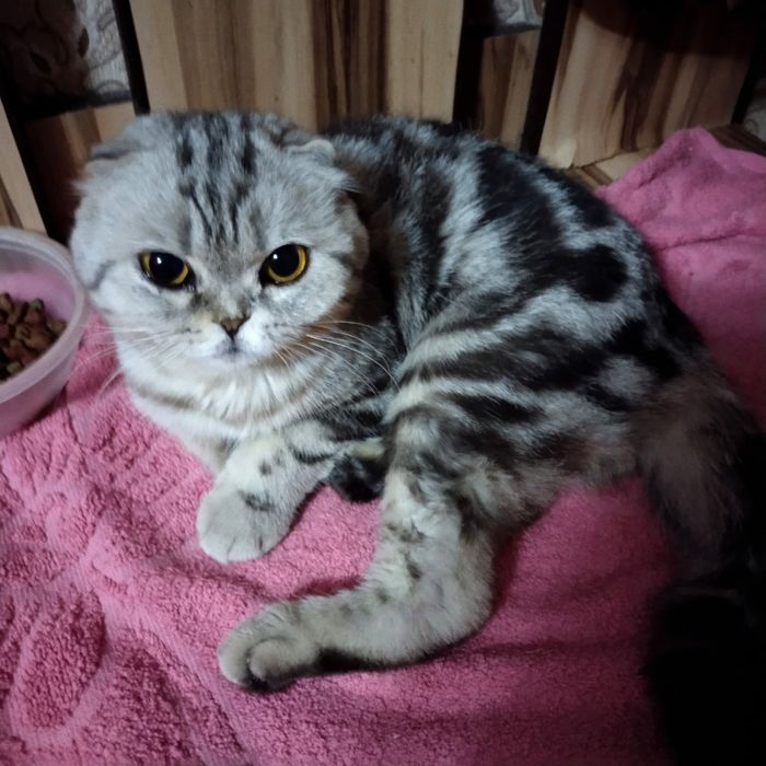 Шатланка породистая мраморный окрас