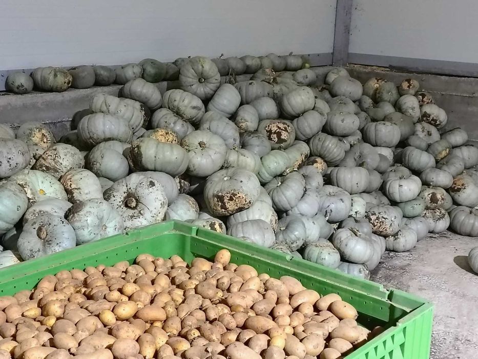 Dovleac de copt sau plăcintă