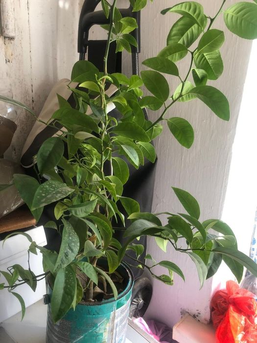 мандариновое деревце