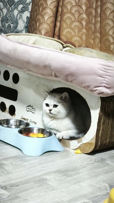 Британский короткошёрстный кот — 1,5 года, мальчик