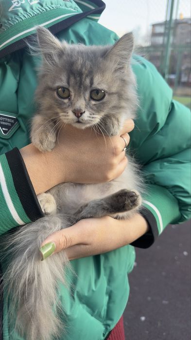 отдам девочка котёнок в добрые руки