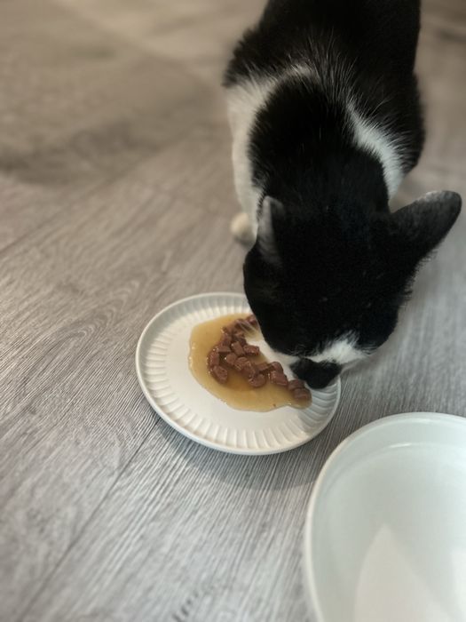 Dau spre adoptie o pisica